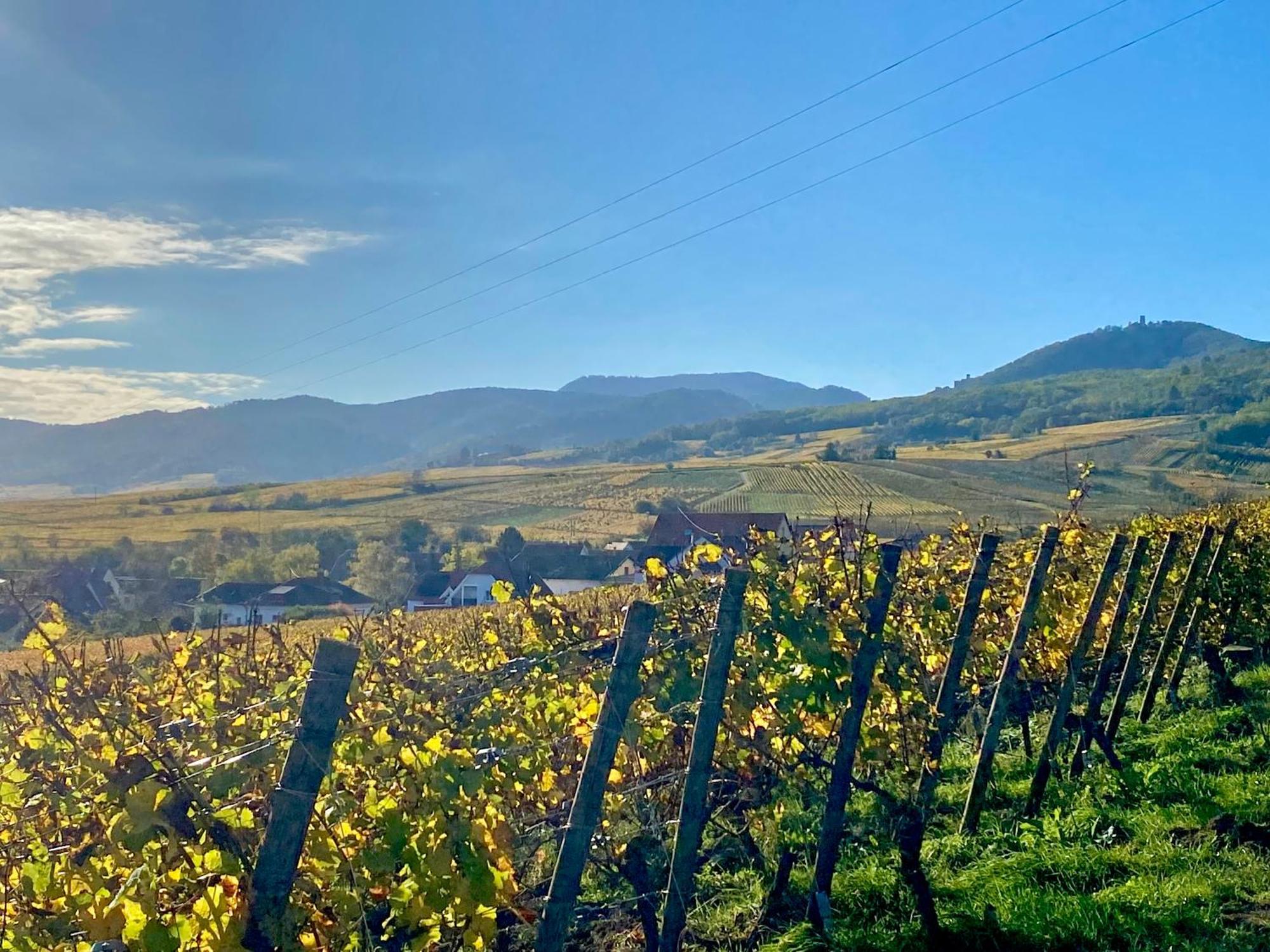 Le Grasberg Daire Bergheim Dış mekan fotoğraf
